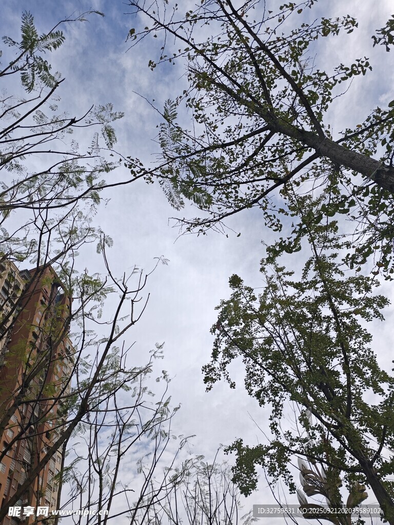 仰視林間樹梢天空景象