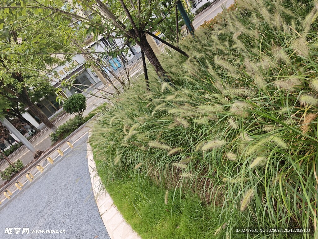 路邊搖曳的蒲葦景觀