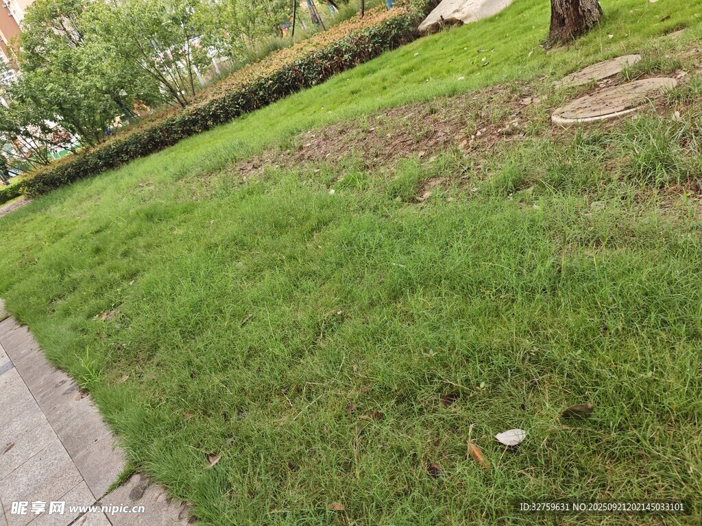 路邊翠綠草坪景觀
