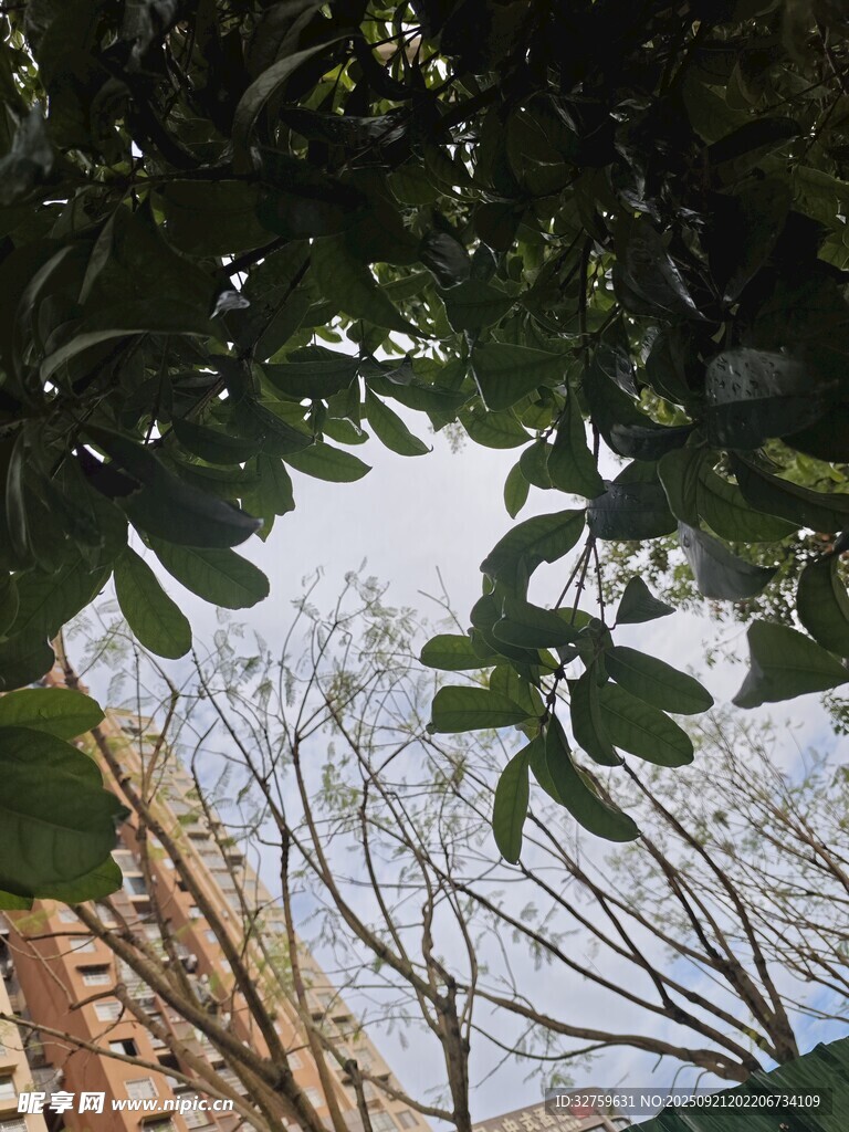 透過樹葉望天空景象
