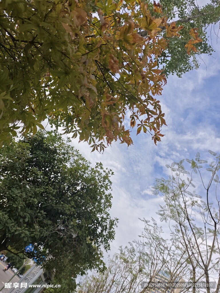 秋日樹梢間的藍(lán)天白云
