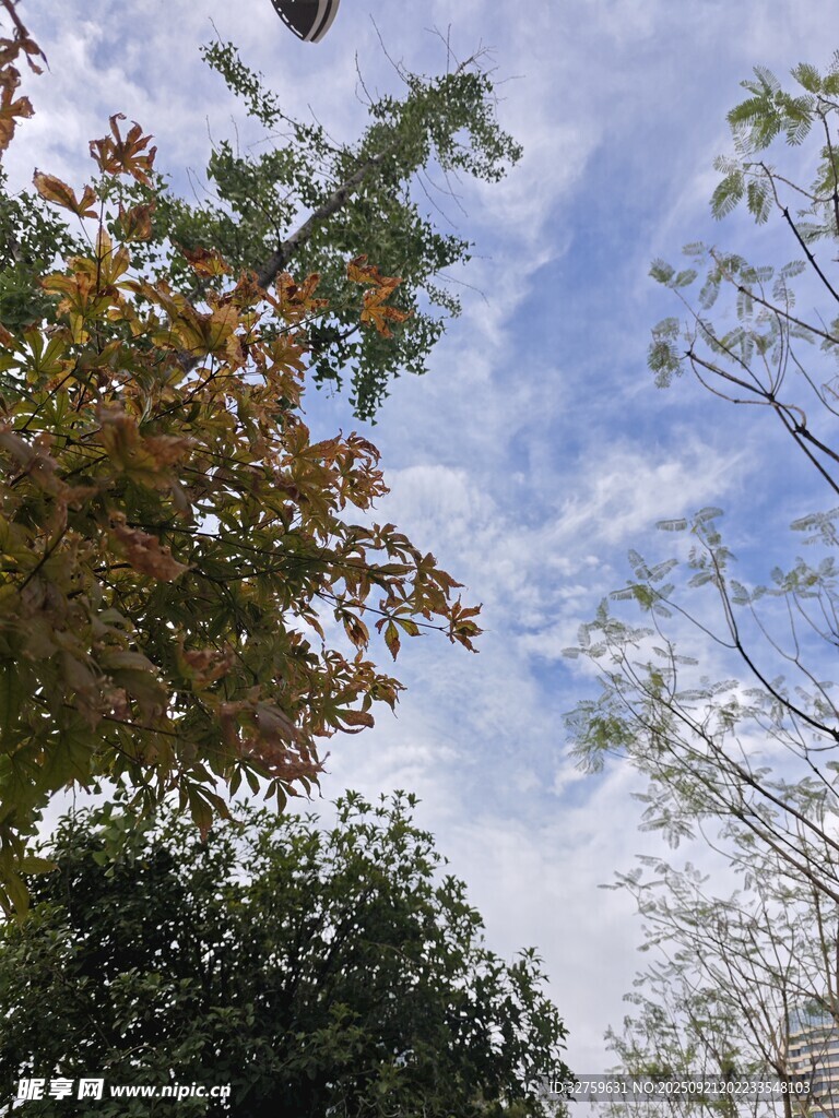 秋日樹梢與藍天白云