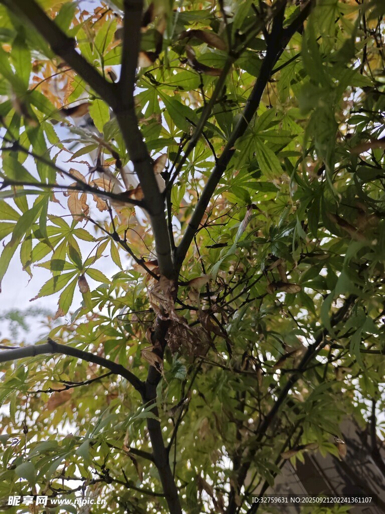 枝葉繁茂的樹木景象