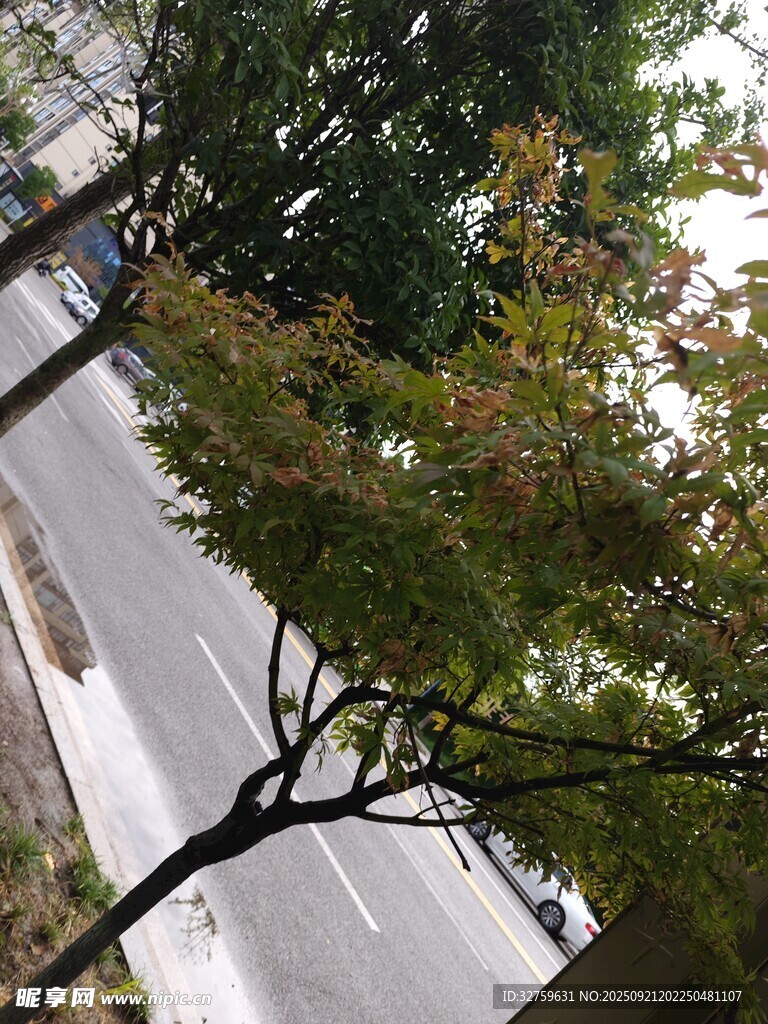 道路旁的樹木與路面景象