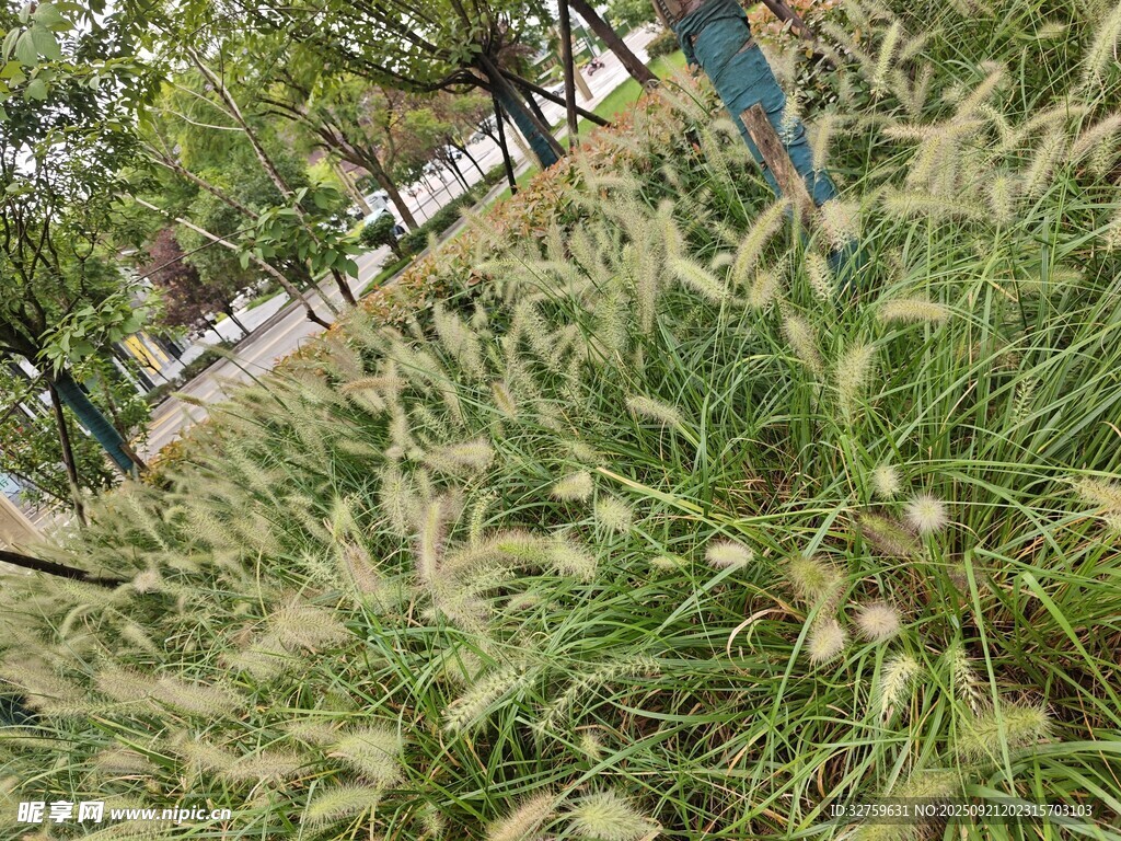 陽光下的蓬勃狗尾草