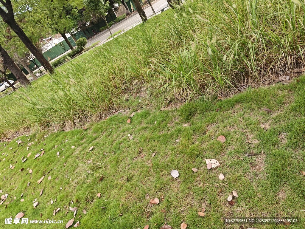 路邊草地散落垃圾景象