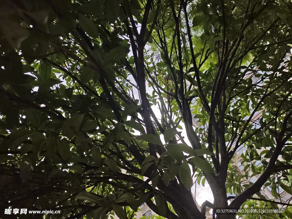 透過枝葉見陽光