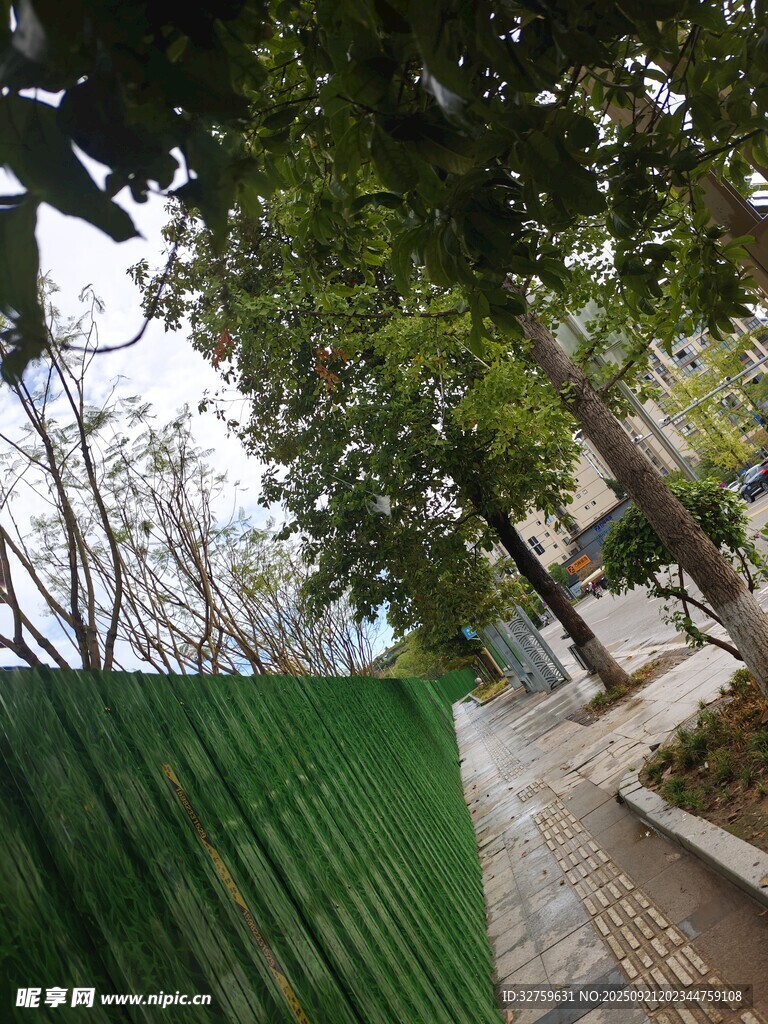 綠蔭小道旁的綠色圍擋