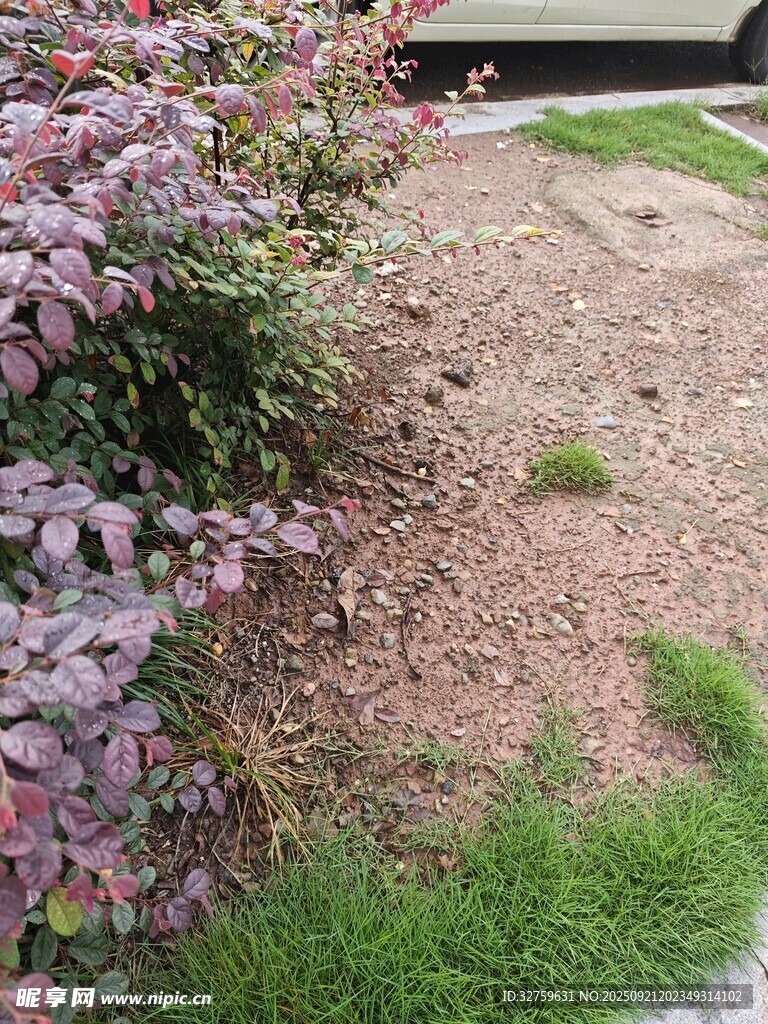 花園邊的多彩植物景觀