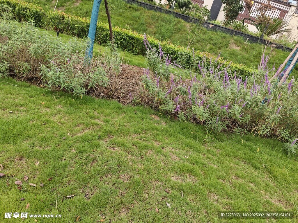 戶外翠綠草坪與植物景觀