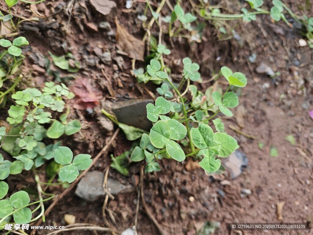 泥土中的綠植與蘑菇