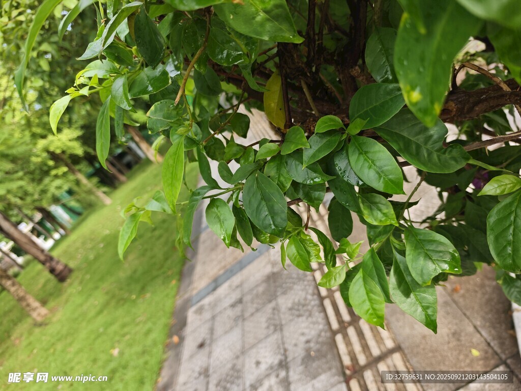 綠葉掩映下的幽靜小道