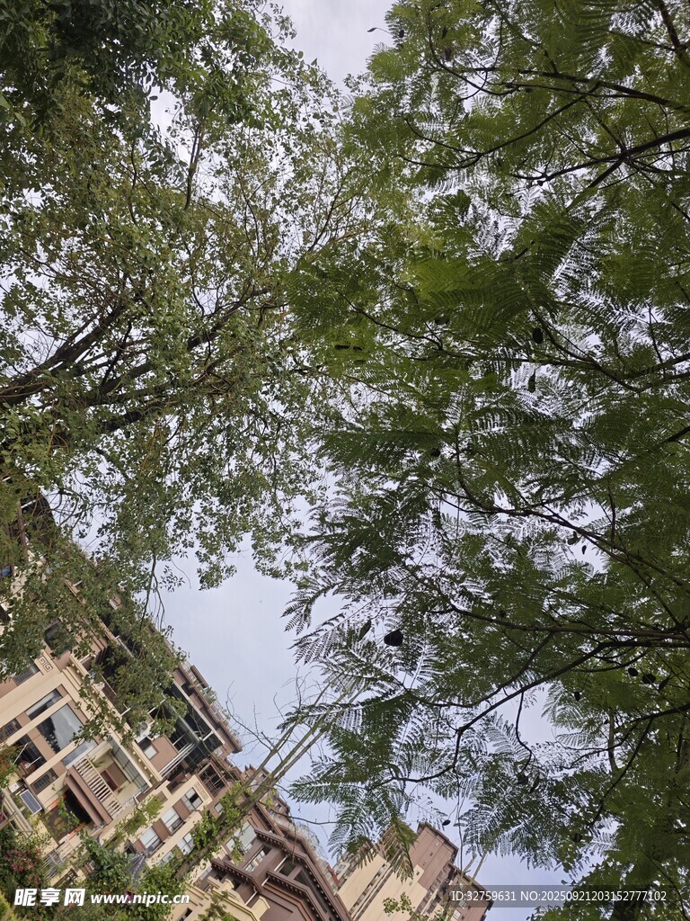 仰視綠樹掩映下的建筑