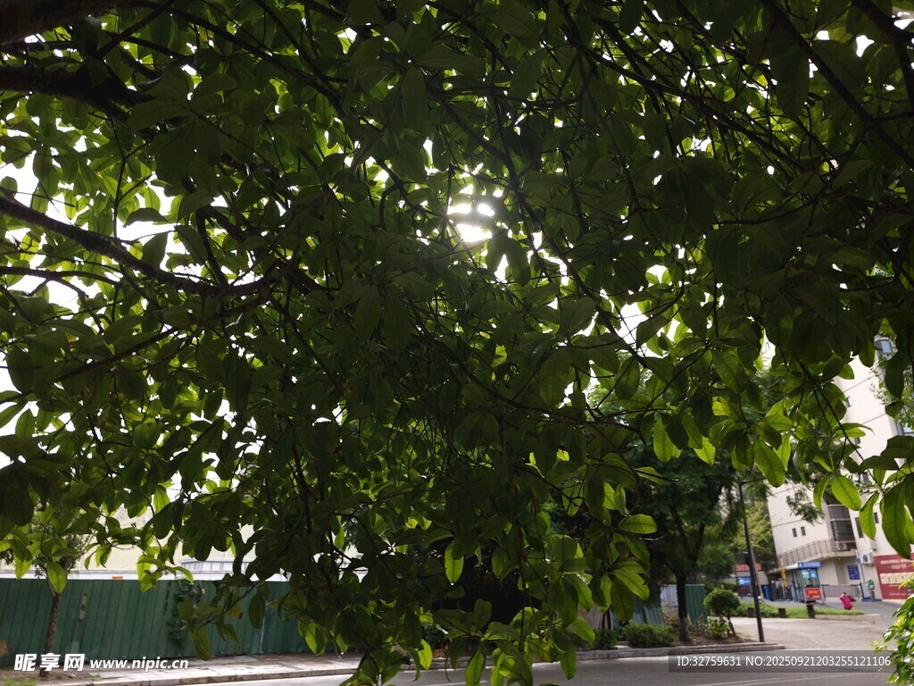 綠蔭下的街道景致