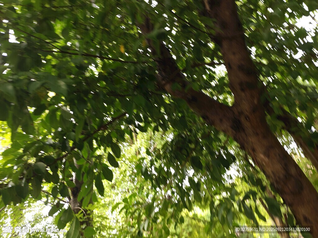 繁茂綠樹展現(xiàn)自然生機(jī)