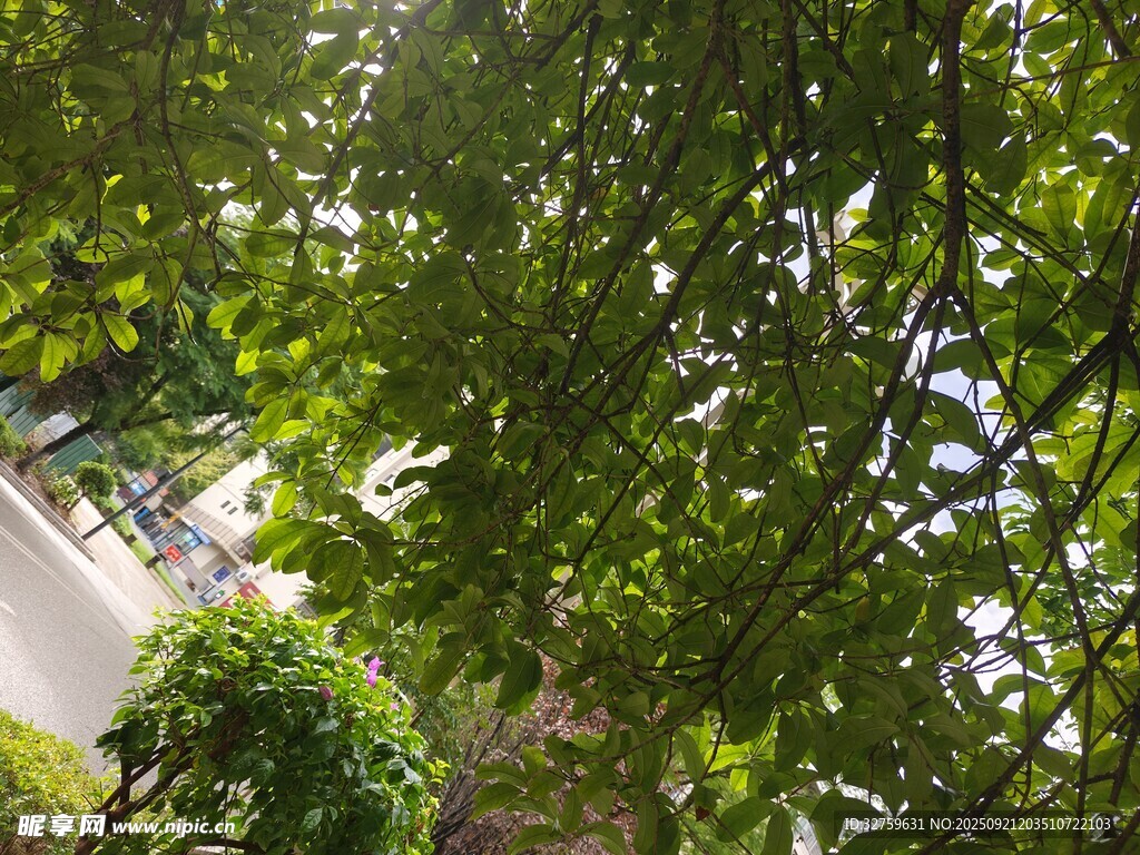 透過枝葉看戶外景致