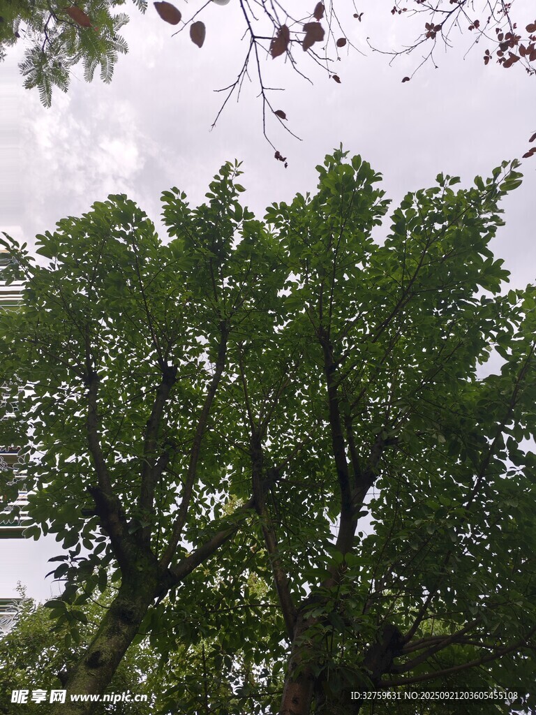 仰視繁茂綠樹景象