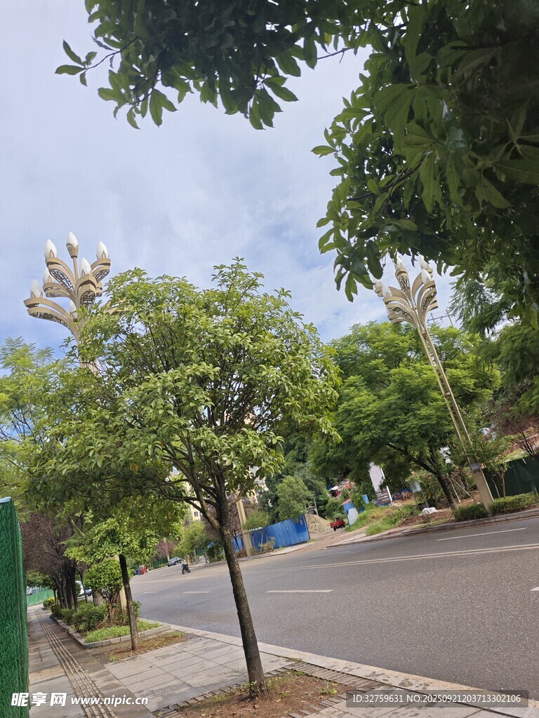 街道旁綠樹(shù)成蔭的景象