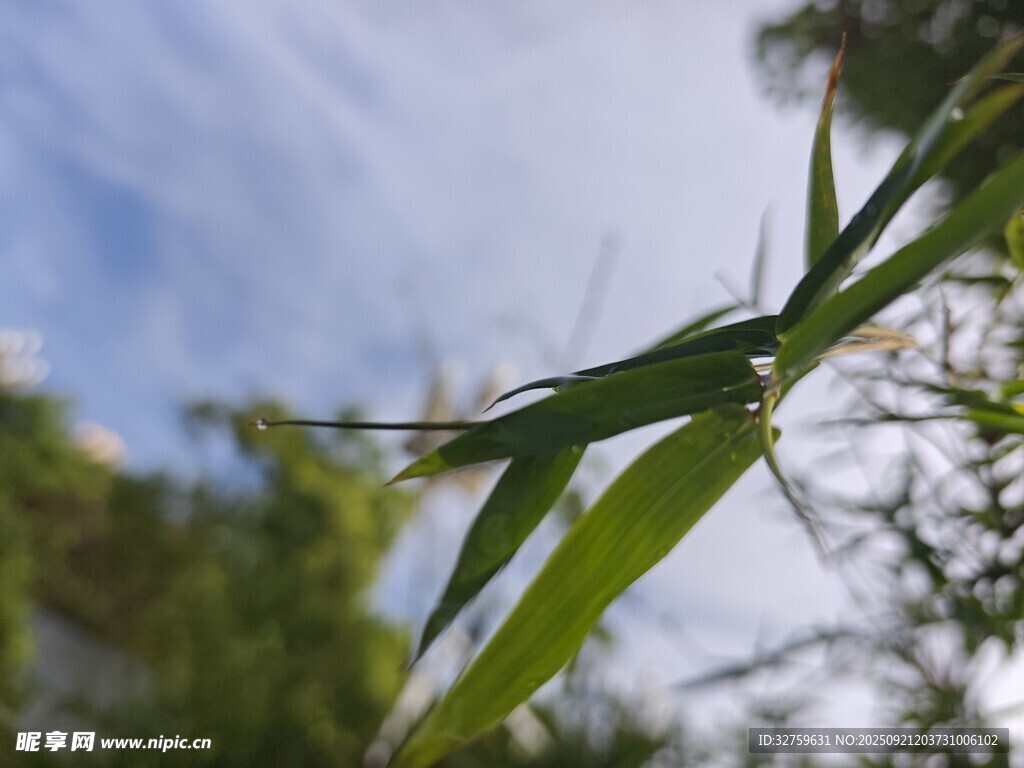 竹葉特寫 