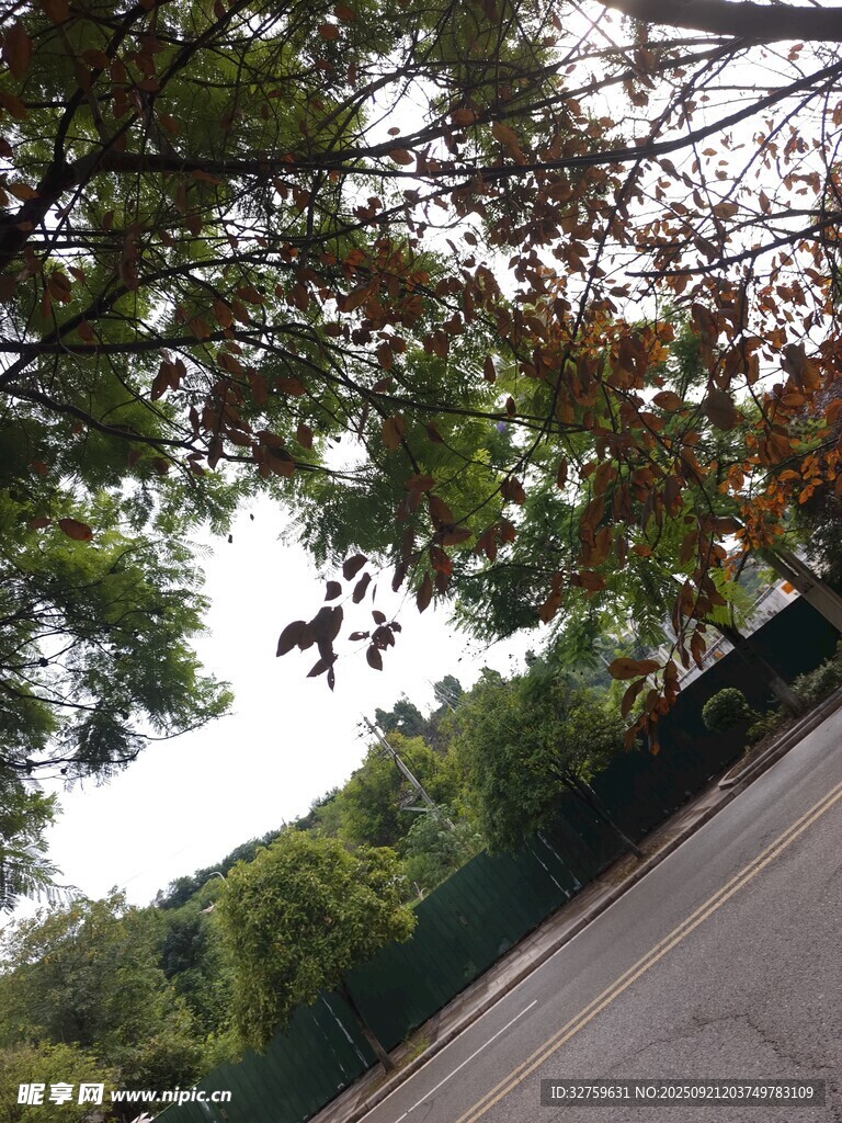 林蔭下的道路風景