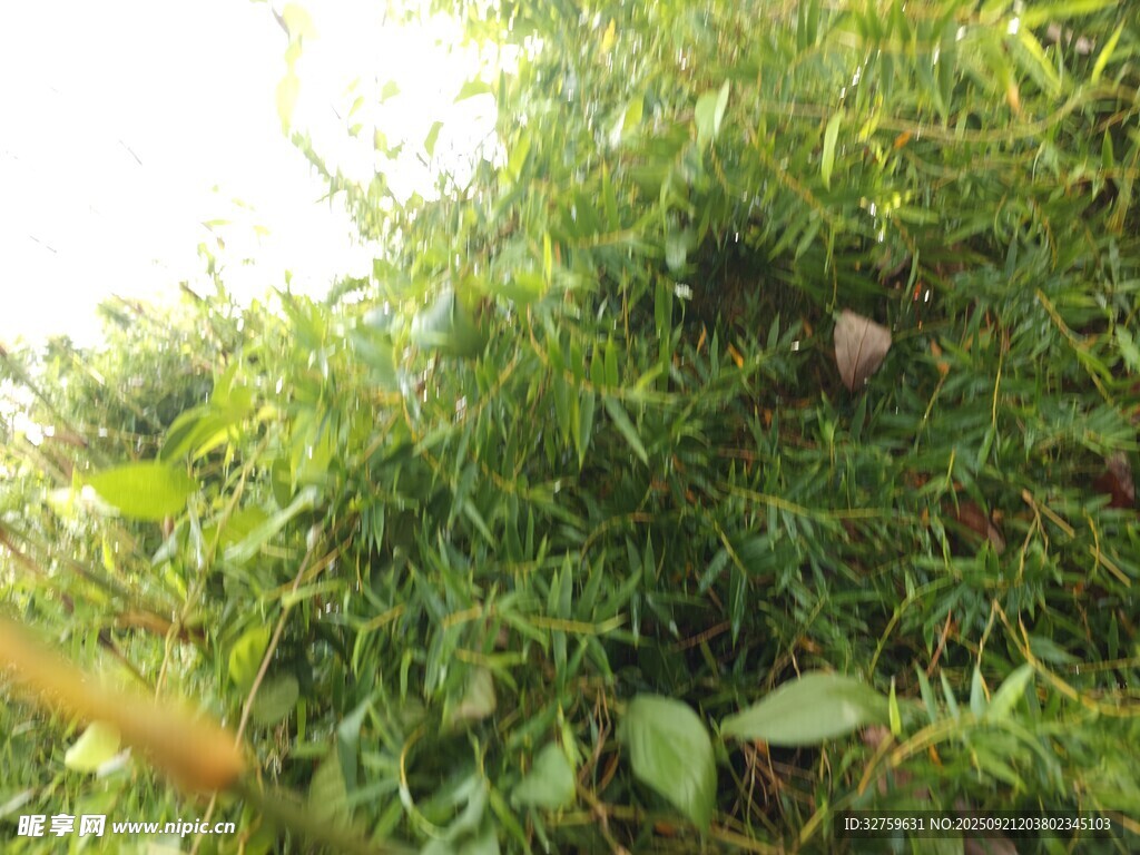 草叢中的神秘小動物