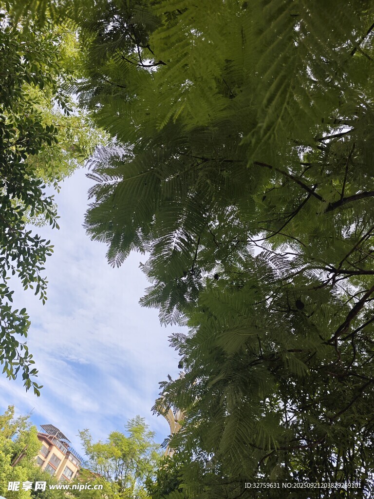 仰視林間藍天綠葉美景