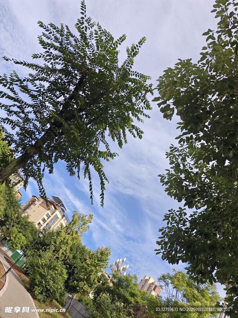 仰視綠樹藍(lán)天景致