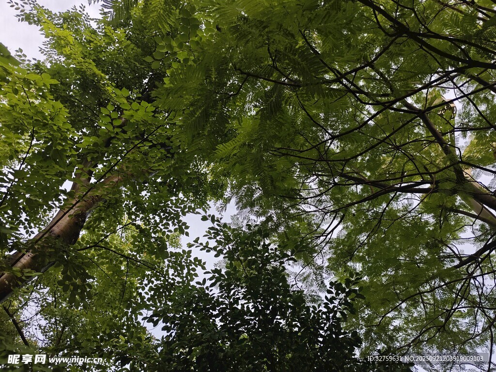 仰視蔥郁繁茂的樹冠