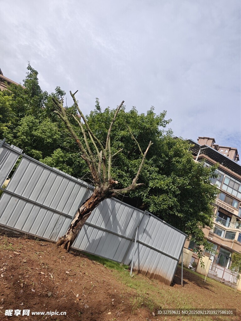傾斜樹木旁的圍欄與樓房