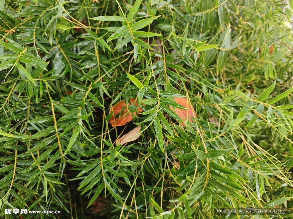 綠葉叢中的橙色物體