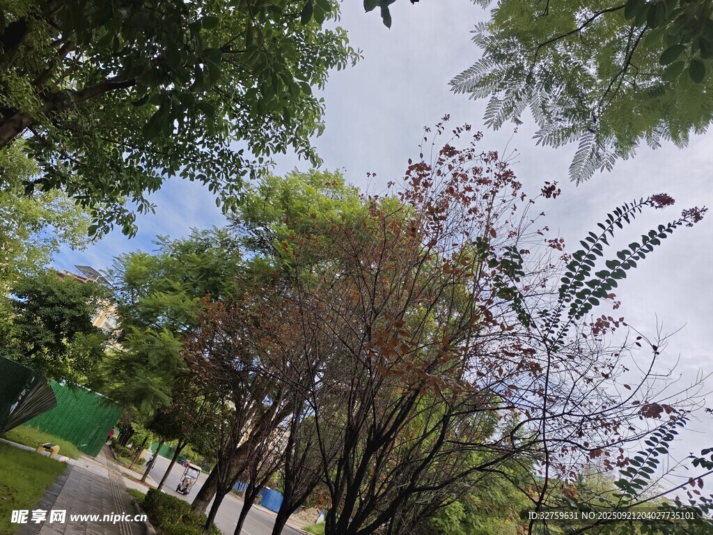 公園內(nèi)繁茂樹(shù)木與藍(lán)天景致