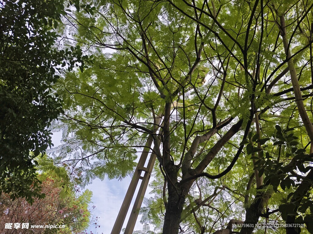 春日蔥郁樹(shù)木景觀