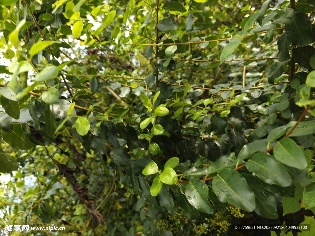 繁茂綠植展現(xiàn)自然生機