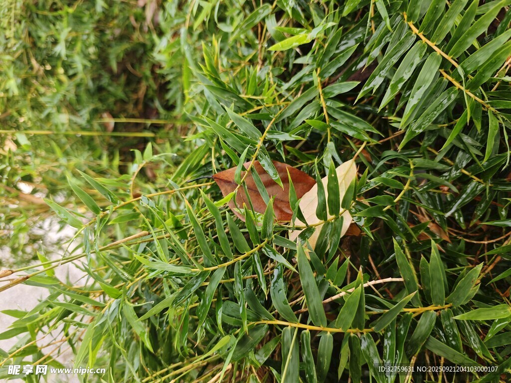 綠葉叢中的棕色葉片