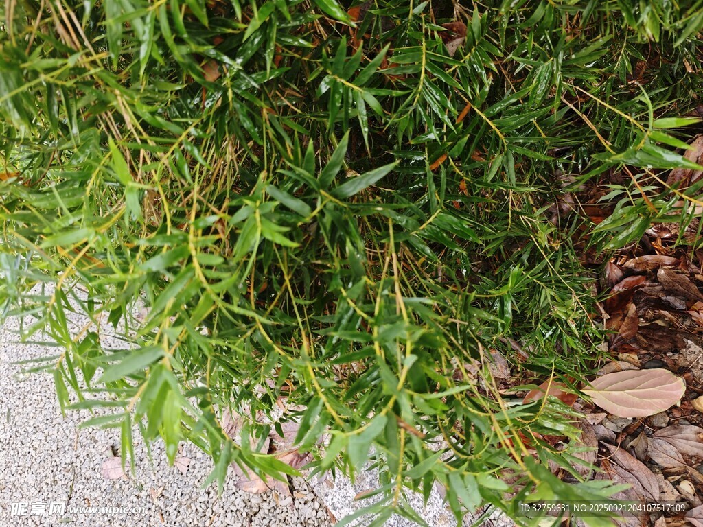 翠綠草叢與散落石塊