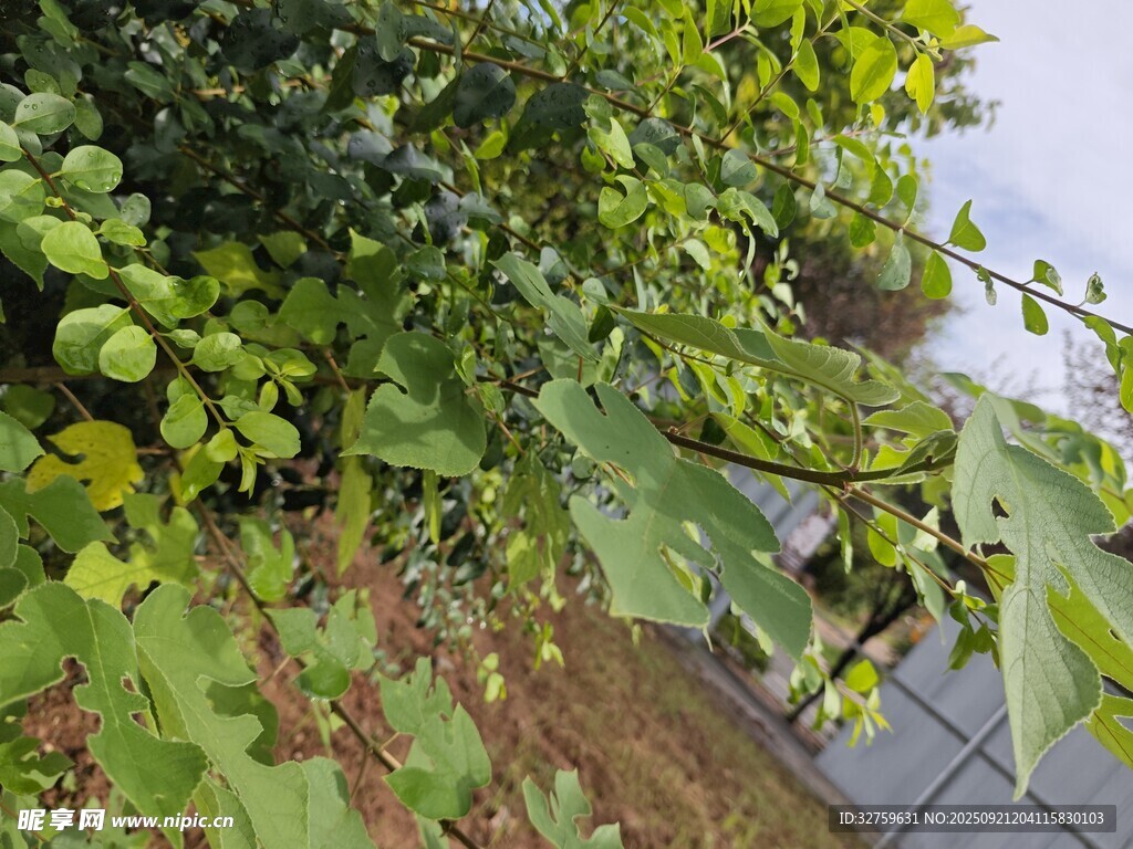 繁茂綠植藤蔓下的生機景象