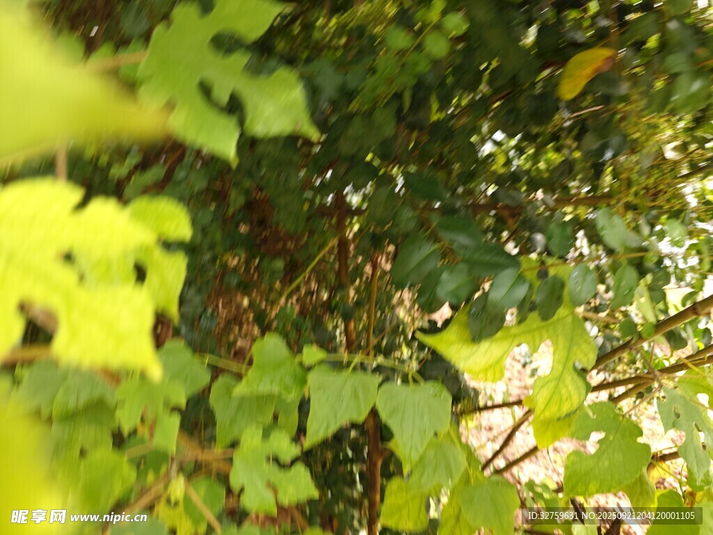 翠綠枝葉間的光影美景