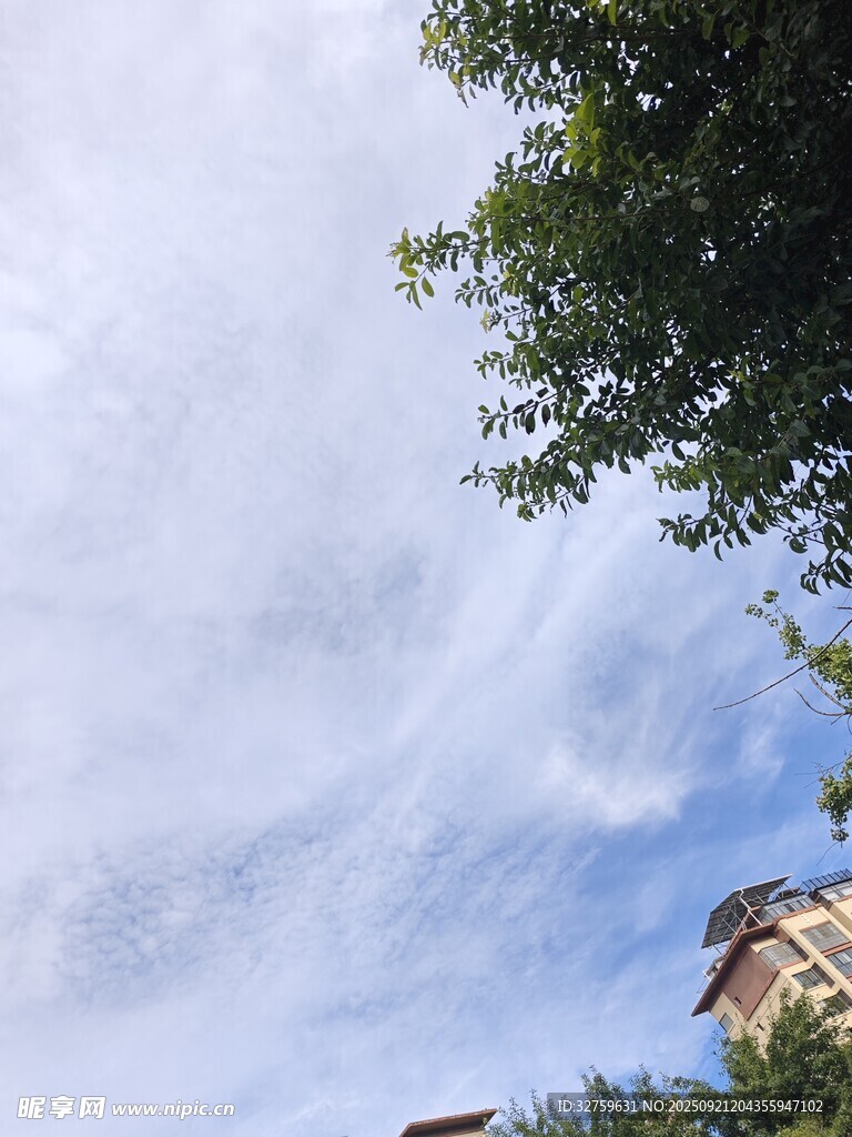 藍天白云下的樹梢與建筑