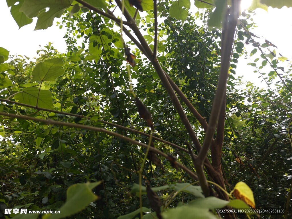 繁茂樹林中的綠色植物