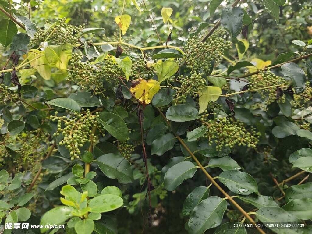 綠葉間的黃色小花
