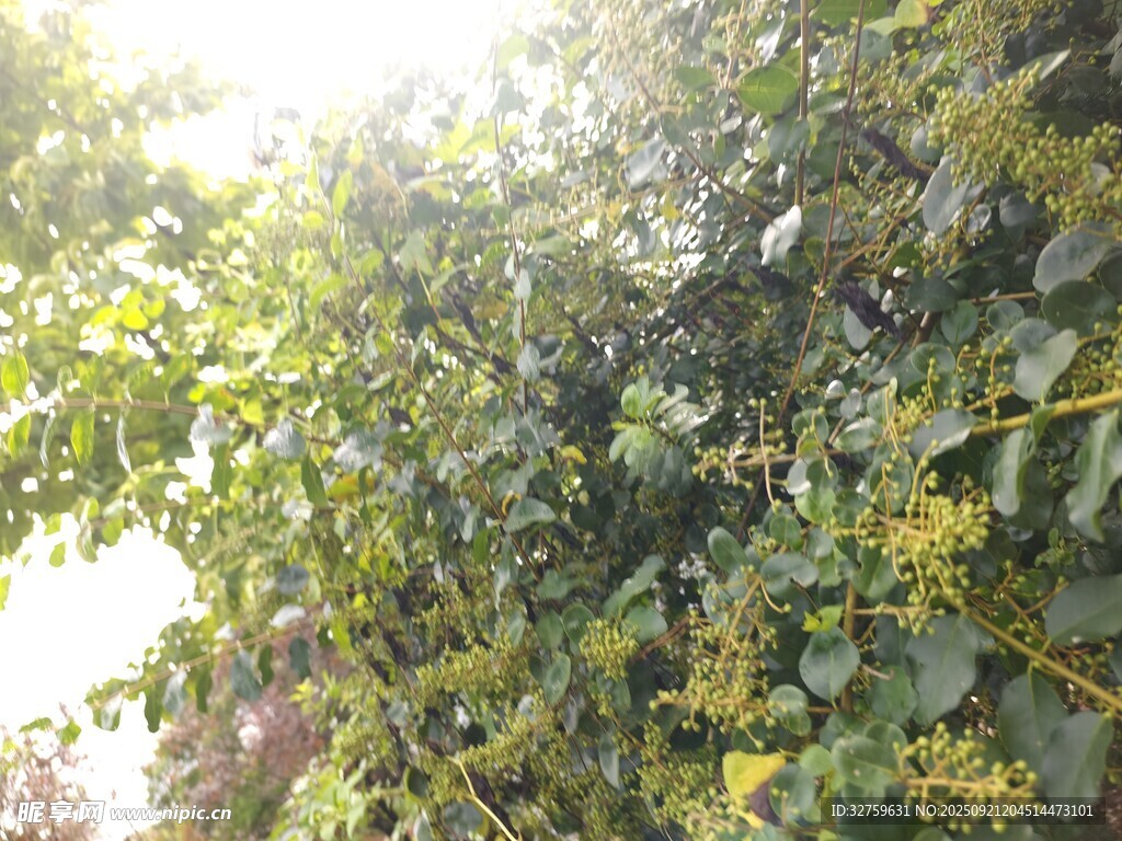 陽(yáng)光下繁茂的綠植花卉