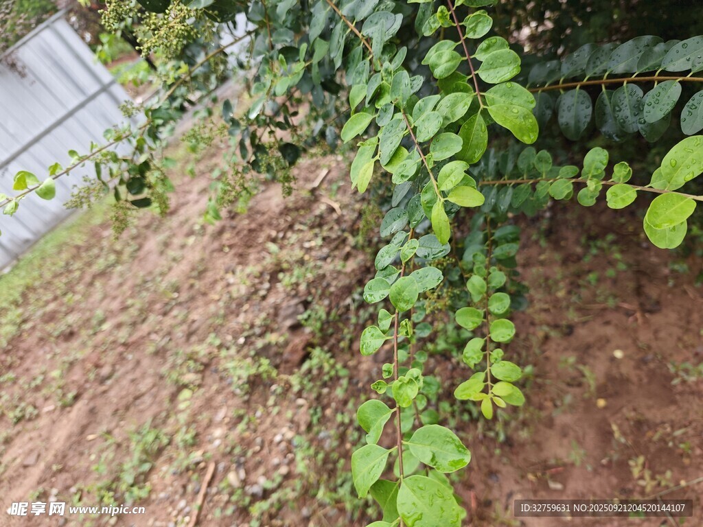 山坡上的翠綠藤蔓植物