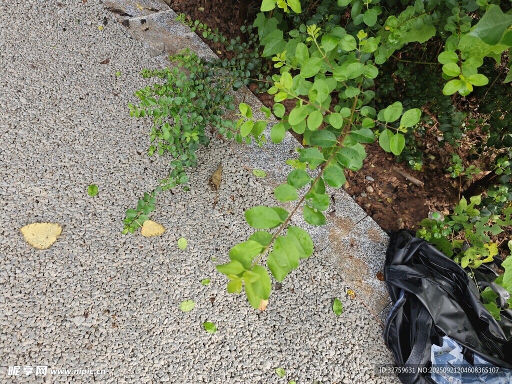 路邊生長的綠色植物