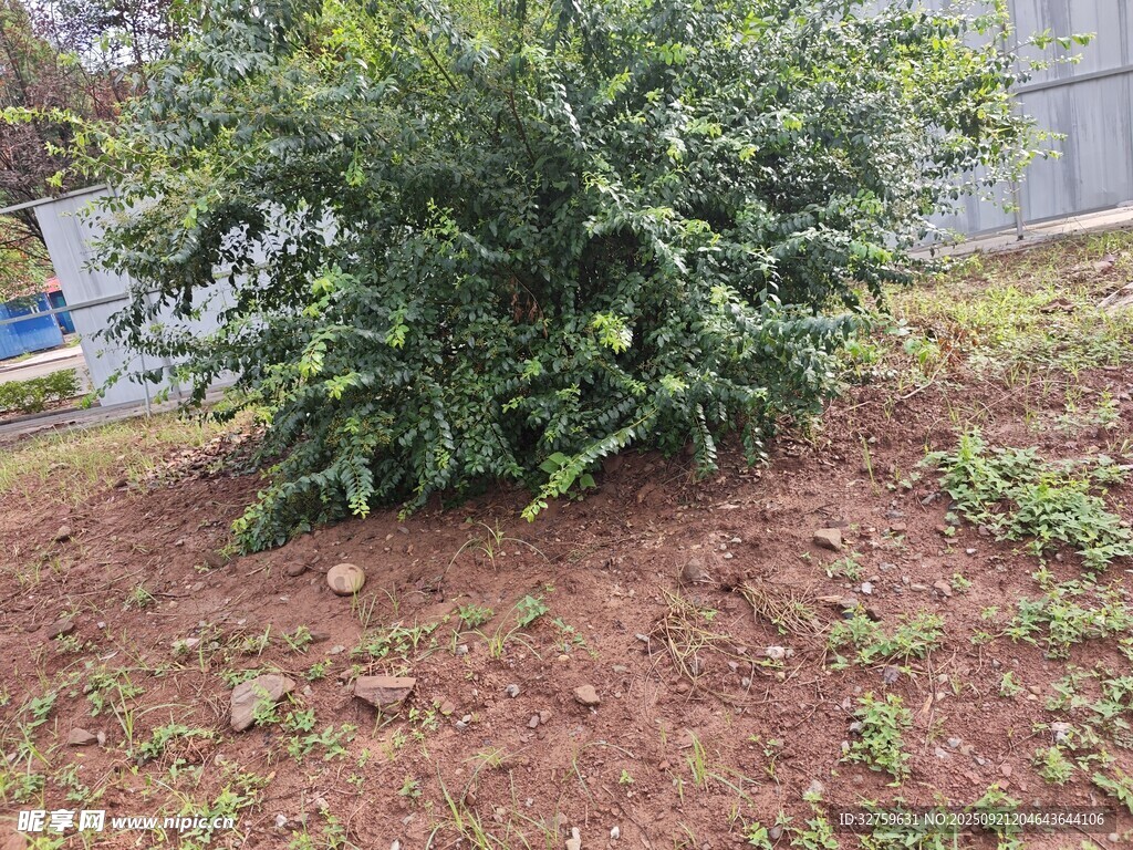 戶外綠植灌木景觀圖