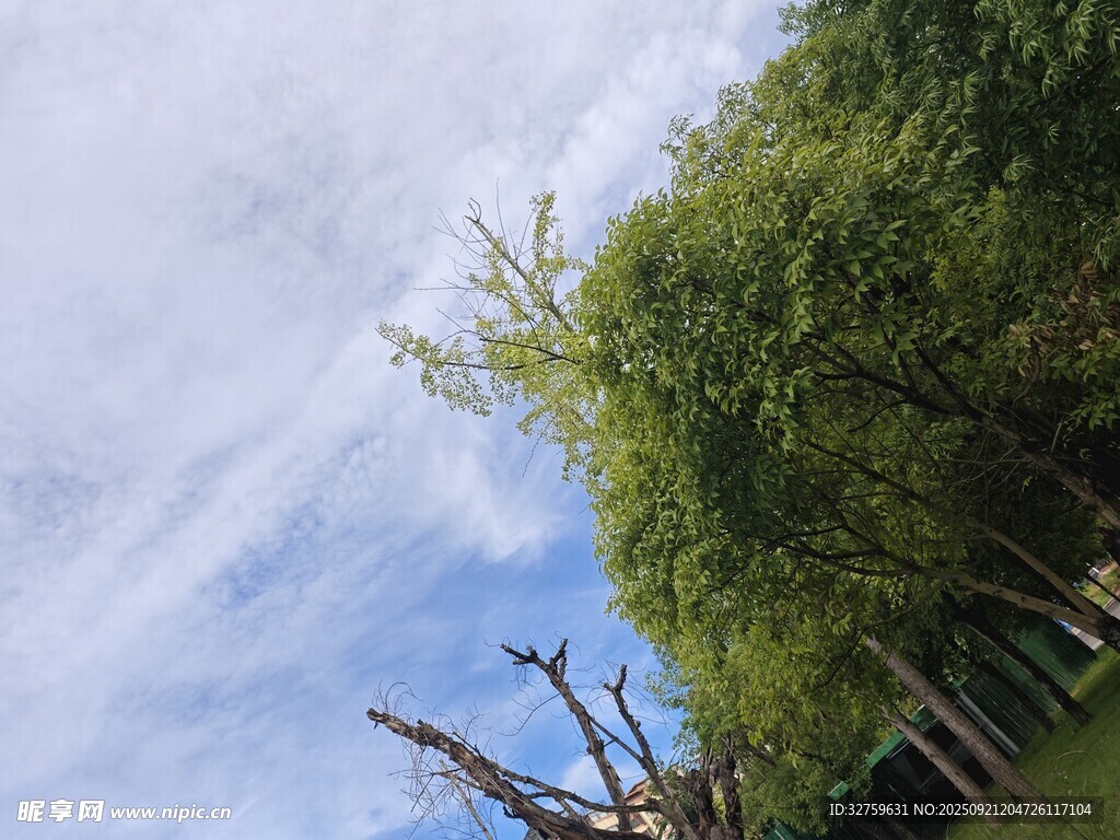 藍天綠樹間的自然景致