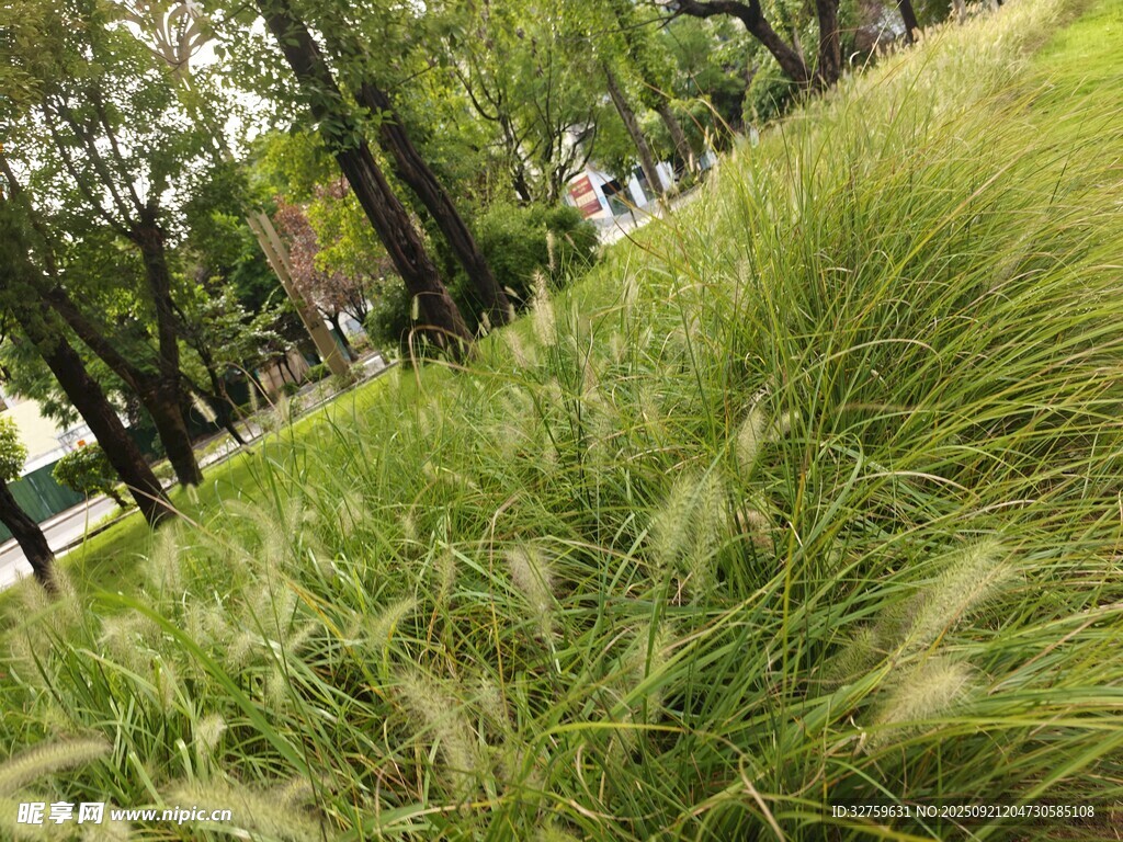 隨風搖曳的翠綠觀賞草