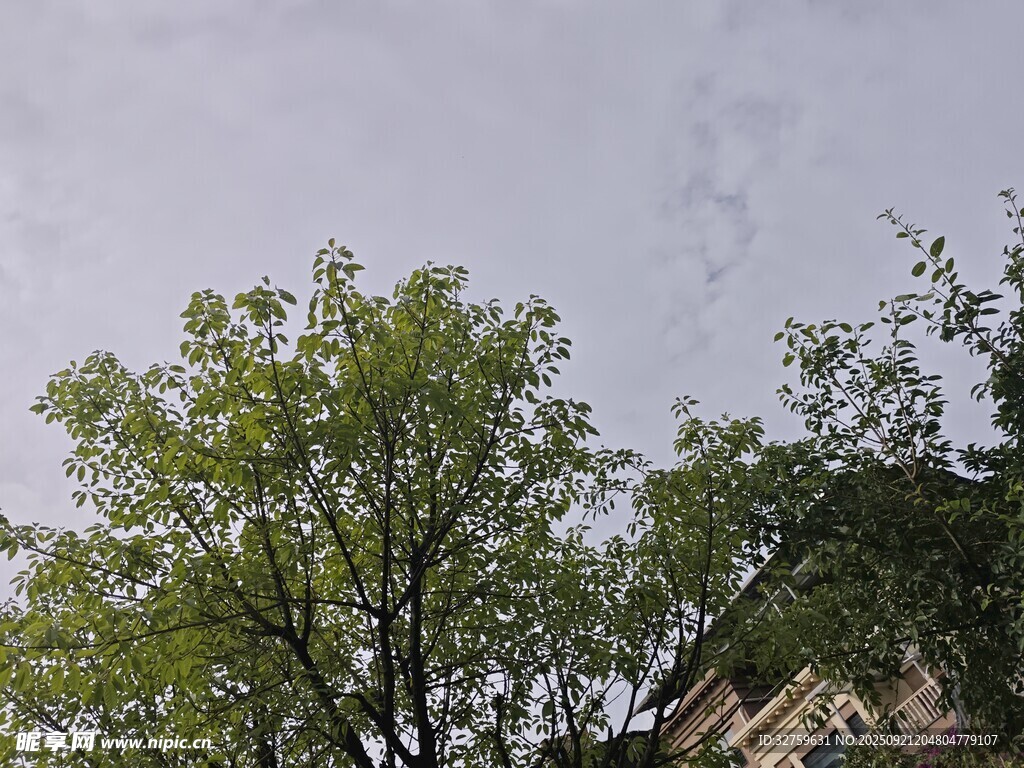 綠樹(shù)映灰天的自然景致