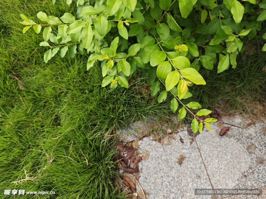 綠葉與石邊的自然景致