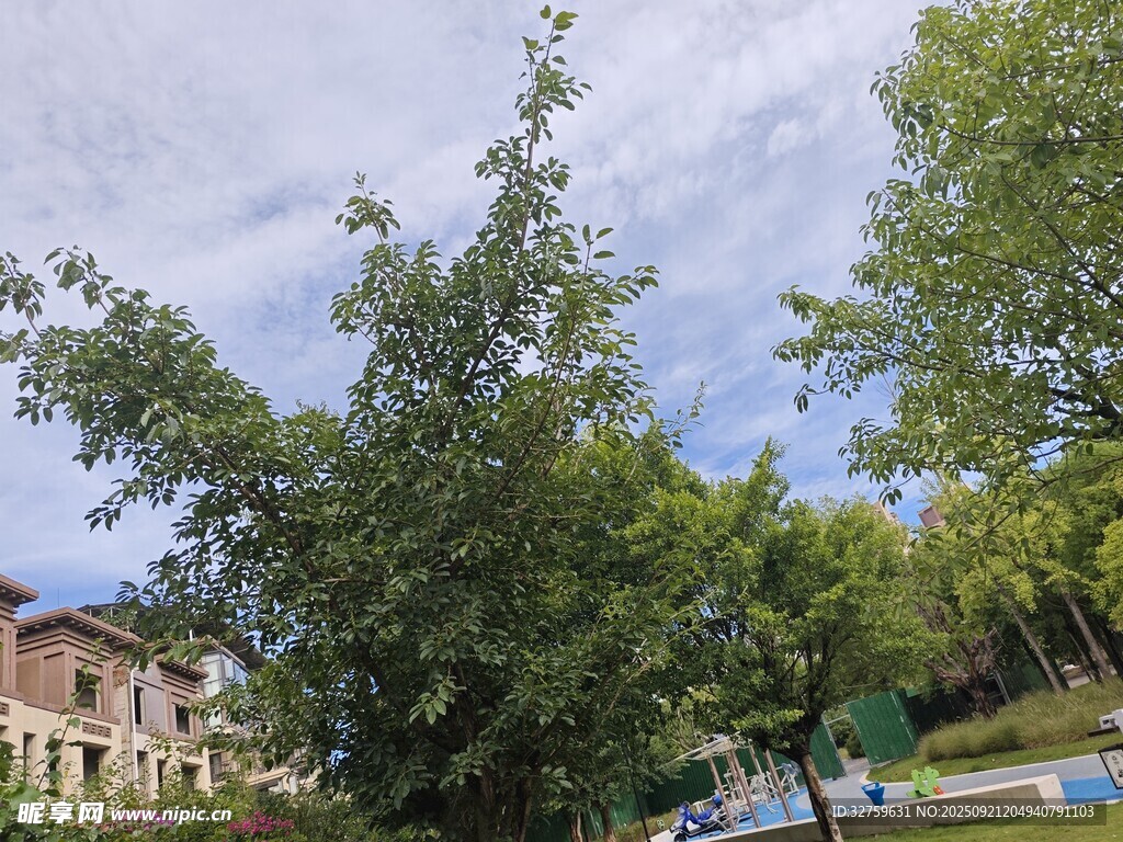 綠樹(shù)環(huán)繞的寧?kù)o景致