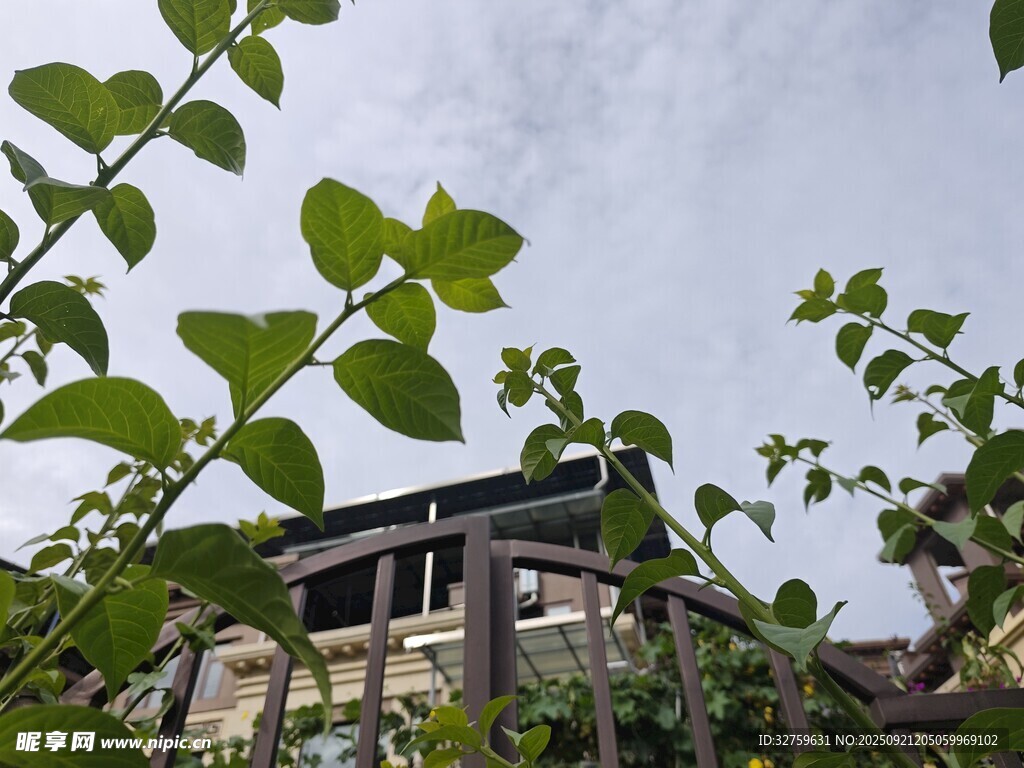 綠葉掩映下的小屋